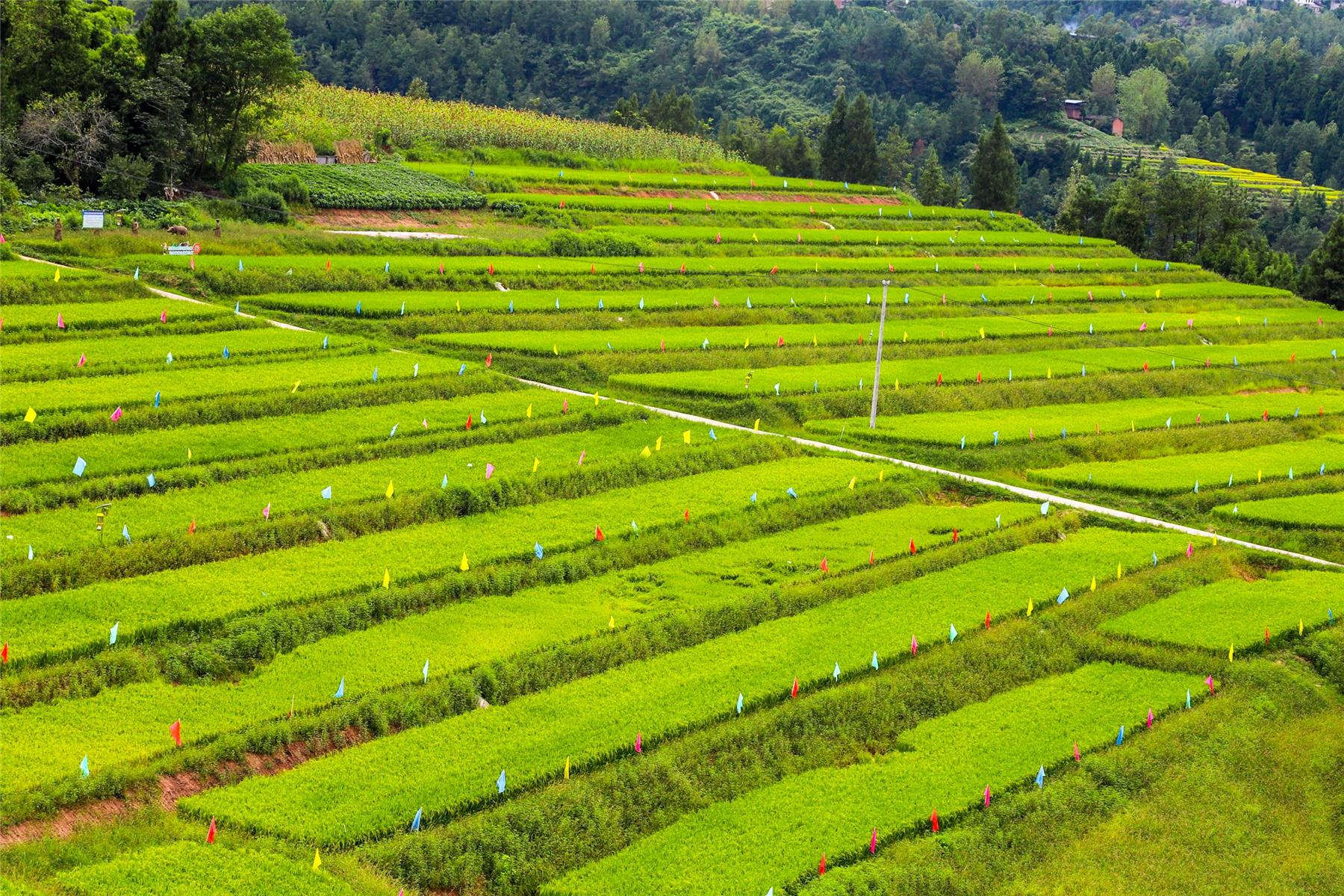 云阳县凤鸣镇下好乡村振兴先手棋打造现代农业样板间